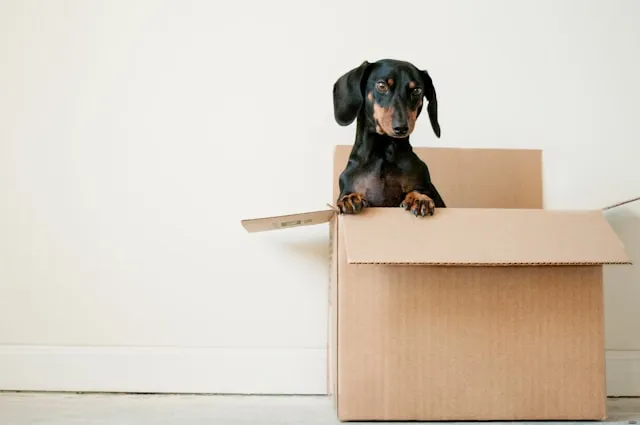 Why Dachshunds Are the Worst Breed?