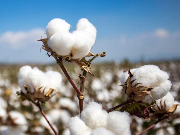 Heatwave affects cotton production, raises cotton prices and threatens closure of textile mills