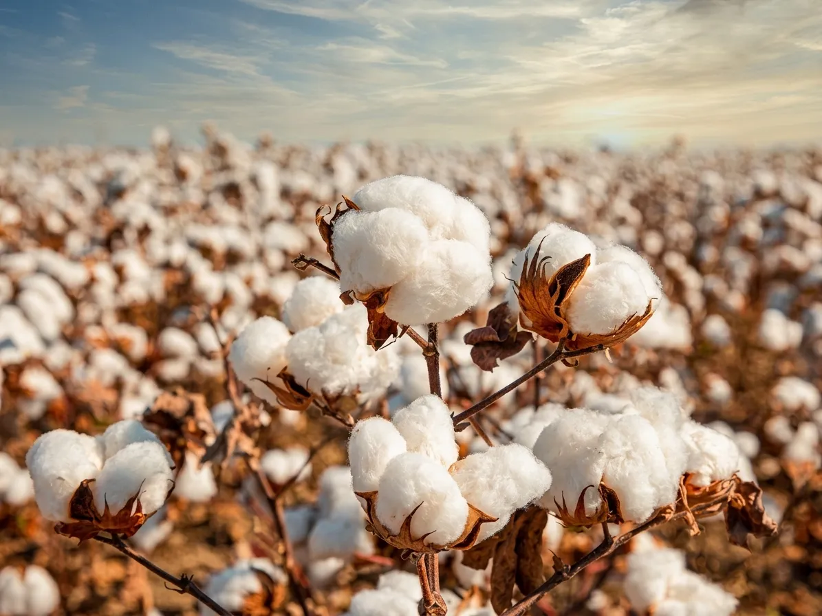 Cotton production in Pakistan has dropped to less than half, causing an annual loss of $2 to $3 billion