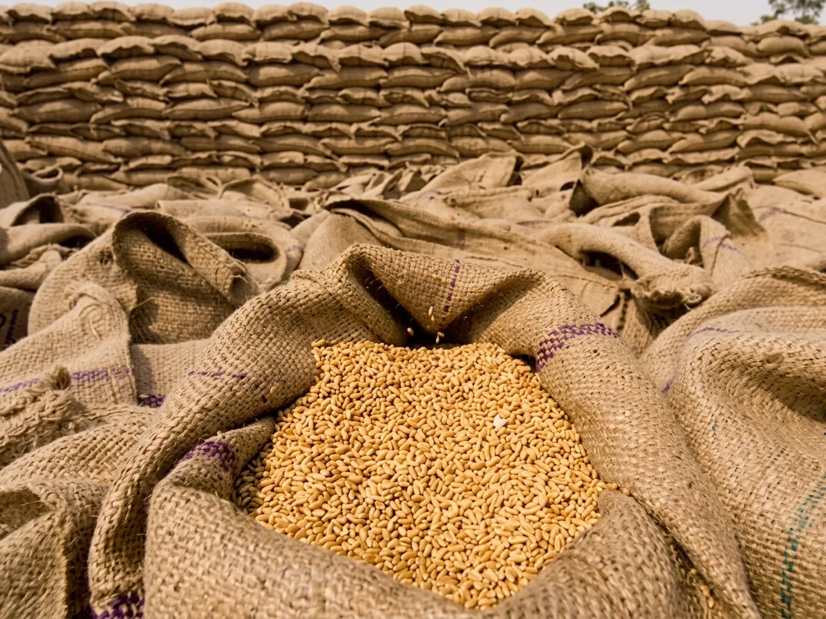 The federal government has decided to immediately import 1 million tons of wheat